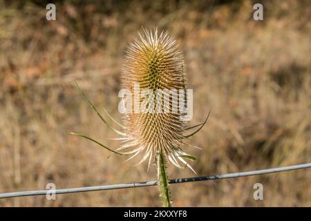 Testa del cardo selvatico Foto Stock