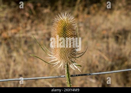 Testa del cardo selvatico Foto Stock