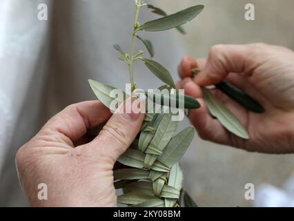 La lavorazione a maglia dei rami di ulivo può essere vista nella foto a Bodarica, Croazia, il 9 aprile 2022. La lavorazione a maglia dei rami d'ulivo è un'abitudine tradizionale per la più grande vacanza cristiana, la Pasqua. Foto: Dusko Jaramaz/PIXSELL Foto Stock