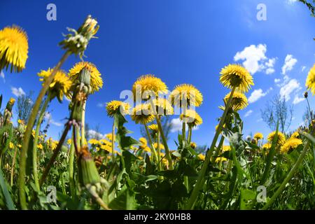 I dandelioni (Taraxacum officinale) sono visti durante una giornata di sole a Rovice, Croazia, il 26 aprile 2022. Foto: Damir Spehar/PIXSELL Foto Stock