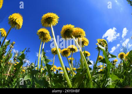 I dandelioni (Taraxacum officinale) sono visti durante una giornata di sole a Rovice, Croazia, il 26 aprile 2022. Foto: Damir Spehar/PIXSELL Foto Stock