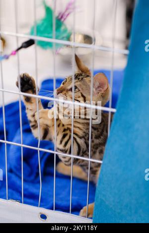 I proprietari di gatti insieme ai loro animali domestici al Salone Internazionale del gatto tenutosi nella sala sportiva Martinovka a Zagabria, Croazia, il 21 maggio 2022. Il Salone Internazionale del gatto organizzato dal Felis Croatia Cat Club (KMFC), attualmente il più grande club felinologico della Croazia in termini di numero di allevatori attivi di razze di gatti, si terrà nei fine settimana del 21 e 22 maggio presso la Martinovka Sports Hall di FER. KMFC è membro della World Feline Association, World Cat Federation (WCF). Foto: Tomislav Miletic/PIXSELL Foto Stock