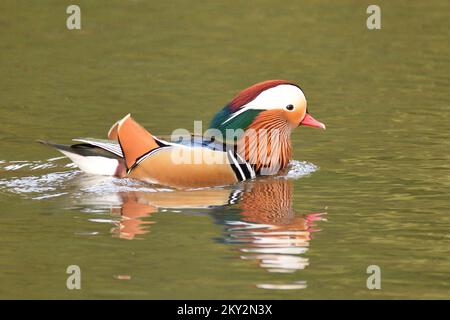 Mandarin Duck drake nuotare in uno stagno all'inizio dell'inverno. Hampstead Heath, Londra, Inghilterra, Regno Unito. Foto Stock