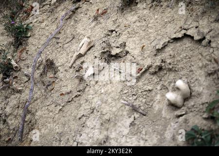 Ossa umane che sporgono dalla terra appena scavata lungo la strada, proprio accanto alla collina su cui si trova una cappella e un monumento a Matija Gubec, leader della rivolta contadina croato-slovena dall'anno 1573. Secondo la tradizione orale, vi era un cimitero di contadini assassinati in quel luogo dopo i contadini Revolt. Gli anziani del luogo ricordano come negli anni '70 gli archeologi e gli esperti effettuarono scavi, ma improvvisamente si fermarono. Foto Stock