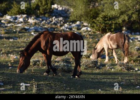 Cavalli nel Parco Naturale di Biokovo sono alla ricerca di cibo, in Croazia, il 21 settembre 2022. Foto: Matko Begovic/HaloPix/PIXSELL Foto Stock