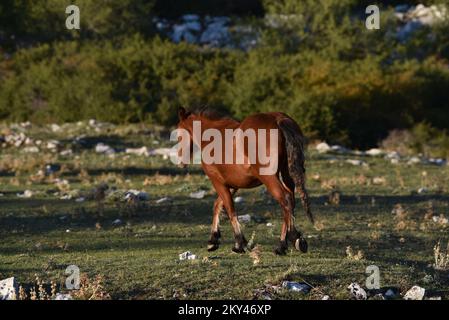 Cavalli nel Parco Naturale di Biokovo sono alla ricerca di cibo, in Croazia, il 21 settembre 2022. Foto: Matko Begovic/HaloPix/PIXSELL Foto Stock