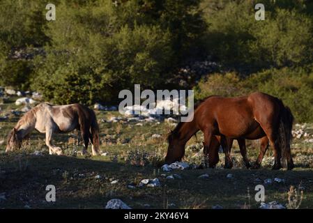 Cavalli nel Parco Naturale di Biokovo sono alla ricerca di cibo, in Croazia, il 21 settembre 2022. Foto: Matko Begovic/HaloPix/PIXSELL Foto Stock