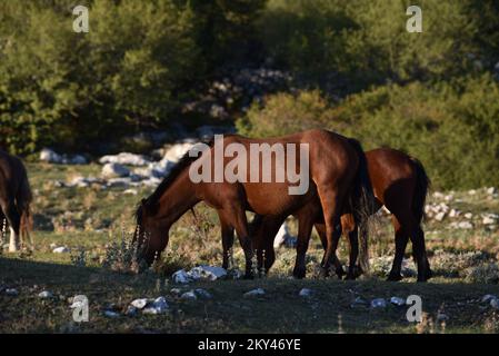 Cavalli nel Parco Naturale di Biokovo sono alla ricerca di cibo, in Croazia, il 21 settembre 2022. Foto: Matko Begovic/HaloPix/PIXSELL Foto Stock