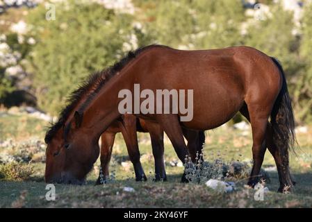 Cavalli nel Parco Naturale di Biokovo sono alla ricerca di cibo, in Croazia, il 21 settembre 2022. Foto: Matko Begovic/HaloPix/PIXSELL Foto Stock