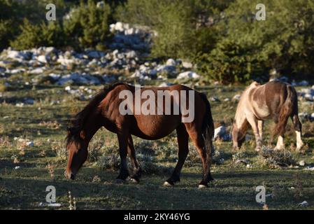 Cavalli nel Parco Naturale di Biokovo sono alla ricerca di cibo, in Croazia, il 21 settembre 2022. Foto: Matko Begovic/HaloPix/PIXSELL Foto Stock