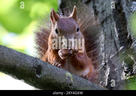 Uno scoiattolo può essere visto su un ramo mentre godendo i frutti degli alberi nel parco di Maksimir. La Giornata Mondiale degli Animali o Giornata Mondiale della protezione degli Animali è una giornata internazionale celebrata il 4 ottobre di ogni anno, dedicata ai diritti degli animali, con particolare attenzione al rapporto degli esseri umani con gli altri animali e all'importanza di tutti gli animali per la vita sulla Terra, a Zagabria, in Croazia, il 04 ottobre 2022. Foto: Igor Kralj/PIXSELL Foto Stock