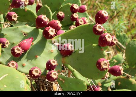 Prickly Pear Cactus con frutti, Opuntia ficus-indica, Opuntia fico indiana, genere Opuntia Foto Stock