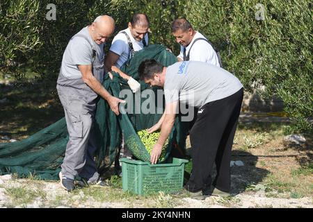 L'associazione di veterani croati affetti da PTSD della contea di Sibenik-Knin ha iniziato a raccogliere olive nell'entroterra di Pirovac. L'associazione si occupa dell'oliveto da molti anni e riceve le più alte lodi per il suo olio d'oliva. Le terapie professionali sono effettuate nell'oliveto, che aiuta i veterani a combattere la loro malattia, a Dubrava kod Tisnog, Croazia, il 11 ottobre 2022. Foto: Hrvoje Jelavic/PIXSELL Foto Stock