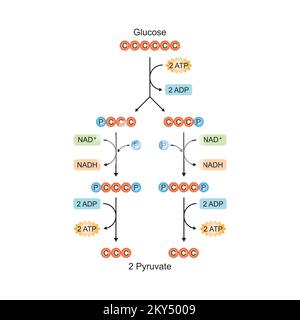 Progettazione scientifica di fasi di glicolisi. Conversione del glucosio in piruvato. Simboli colorati. Illustrazione vettoriale. Illustrazione Vettoriale