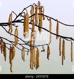 Fotografia dei primi catkins nel tardo inverno sul canale di Trent e Mersey un canale dei canali navigabili britannici vicino a Tixall nello Staffordshire che mostra una forma leggera Foto Stock