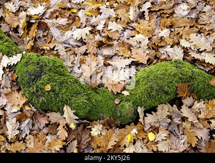 Ancient Oak Woodland primo piano dettagli di alberi Cannock Chase AONB (zona di straordinaria bellezza naturale) in Staffordshire Inghilterra Regno Unito Foto Stock
