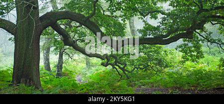Rami giganti di spandimento di quercia sesile in Ancient Oak Woodland Cannock Chase Foto Stock