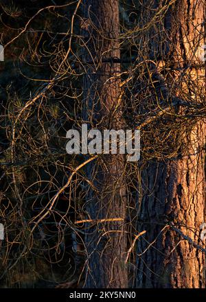 Alberi in primavera che mostrano bellezza nella natura con motivi, forma e texture sorprendenti, con una tavolozza di nuova crescita e colore primavera vibrante, Foto Stock