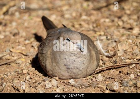 Pianto colomba o Zenaida macroura che riposa a terra presso il ranch ripariano d'acqua in Arizona. Foto Stock