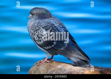 Piccione di roccia o Colomba livia in piedi su una roccia presso il ranch ripariano d'acqua in Arizona. Foto Stock