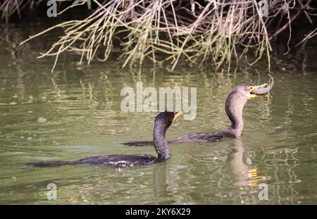 Cormorano a doppia crestata o auritum Nannopterum che si nutre su un'aneto blueglio al ranch d'acqua di Riparian in Arizona. Foto Stock