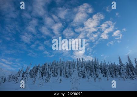 Il muro di abete rosso è coperto di neve nelle montagne invernali. Bella foresta invernale densa Carpazi sotto il cielo blu Foto Stock