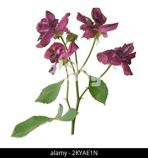 mazzo di rose rosse selvagge isolate su sfondo bianco, fiori selvaggi nel giardino Foto Stock