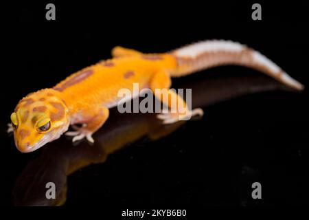 Geco leopardo, Eublepharis macularius, albino tremante isolato su sfondo nero Foto Stock