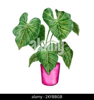 Illustrazione disegnata a mano dell'acquerello di philodendron gloriosim houseplant, foglie verdi fiore rosa della pianta della pentola, foglie tropicali del fogliame, varietà costosa. Giungla urbana natura amanti specie erba Foto Stock