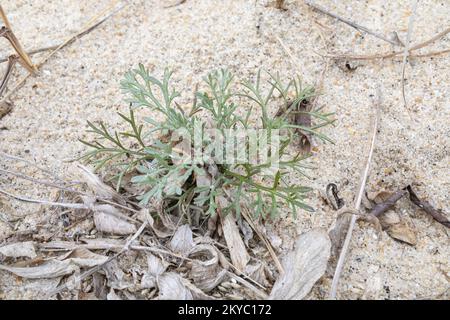 Spiaggia Wormwood - Artemisia campestris ssp. dati di attenzione Foto Stock