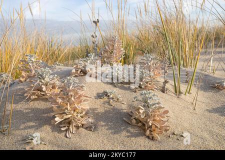 Polveroso Miller - Artemisia stelleriana Foto Stock