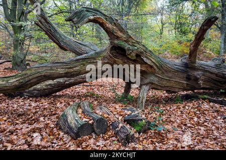 Caduto tronco di albero morto nella foresta autunnale di faggio, legno morto, primival foresta Sababurg, Reinhardswald parco naturale, Assia, Germania Foto Stock