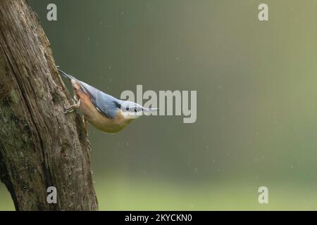 Nuthatch europeo (Sitta europaea) uccello adulto su un tronco di albero sotto la pioggia, Powys, Galles, Regno Unito Foto Stock