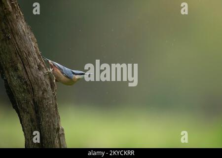 Nuthatch europeo (Sitta europaea) uccello adulto su un tronco di albero sotto la pioggia, Powys, Galles, Regno Unito Foto Stock