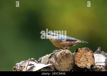 Nuthatch europeo (Sitta europaea) uccello adulto su un mucchio di tronchi, Powys, Galles, Regno Unito Foto Stock