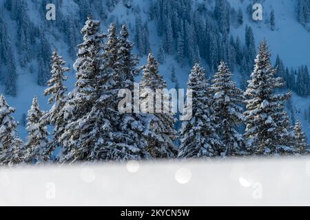 Paesaggio invernale con abeti appena innevati, Canton Berna, Svizzera Foto Stock