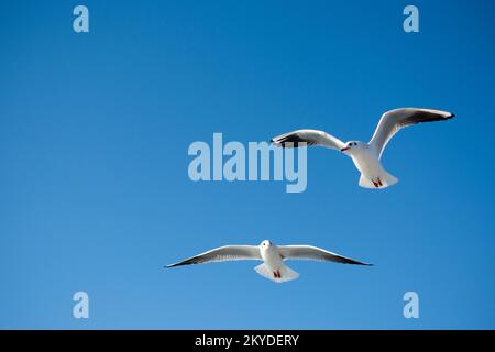 Coppia di gabbiani volare nel cielo sullo sfondo Foto Stock