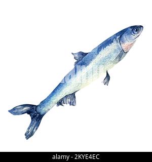 Illustrazione di acquerello di acciuga singola isolata su sfondo bianco. Pesce di mare fresco disegnato a mano. Elemento di design per confezione, etichetta, menu, mercato, canna Foto Stock