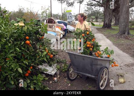 Uragano Katrina, St Bernard, LA, 16 gennaio 2006 - dopo aver rimosso la maggior parte dei suoi arredi domestici danneggiati dalle inondazioni, Roxanna Smith iniziò a scartare i satsuma (arance) viziati e contaminati dal suo cortile lungo la St Bernard Highway. La sua casa ha ottenuto tre piedi di acqua all'interno dall'uragano Katrina. Foto Stock