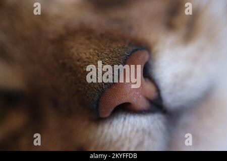 Naso di gatto rosso domestico primo piano. Foto Stock