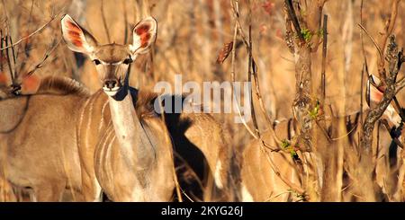 Femmina di Kudu, Tragelaphus strepsiceros, Chobe National Park, Kasane Botswana, Africa Foto Stock