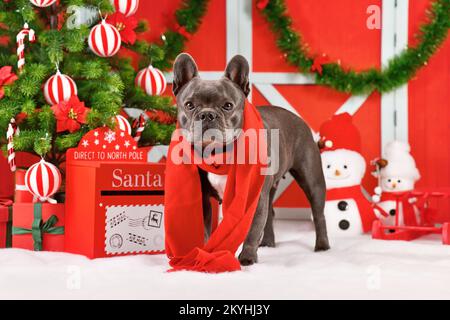 Cane Bulldog francese nero con sciarpa rossa invernale accanto alla decorazione natalizia Foto Stock