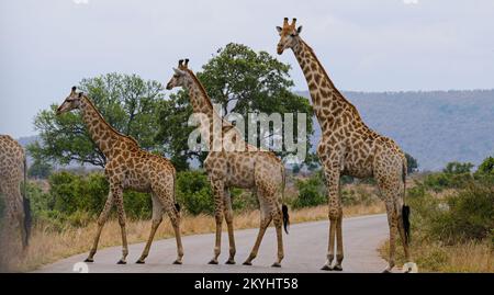 Giraffe Herd, famiglia in piedi insieme in un safari in una calda giornata estiva Foto Stock