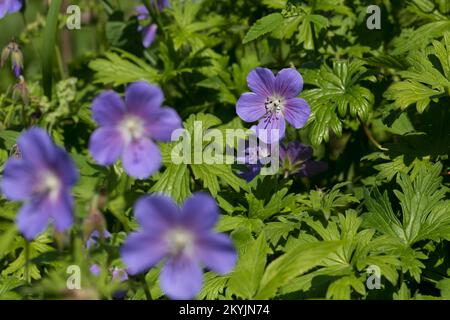 Wiesen-Storchschnabel, Wiesenstorchschnabel, Blauer Storchschnabel, Blaues Schnabelkraut, Geranium pratense, Meadow Cran´s Bill, Meadow Crane's Bill, Foto Stock