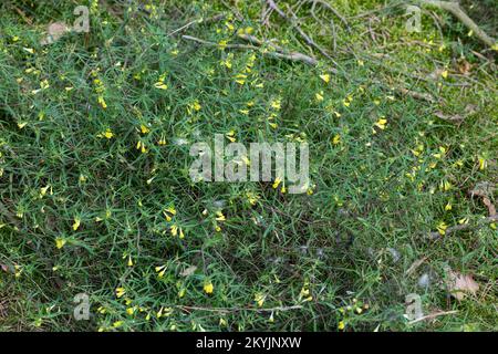 Wiesen-Wachtelweizen, Wiesenwachtelweizen, Melampyrum pratense, frumento tenero, le Mélampyre des prés, Millet des bois, Cochelet, Sarriette jaune Foto Stock