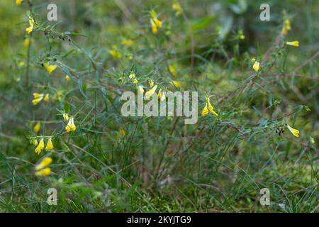 Wiesen-Wachtelweizen, Wiesenwachtelweizen, Melampyrum pratense, frumento tenero, le Mélampyre des prés, Millet des bois, Cochelet, Sarriette jaune Foto Stock