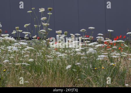Wilde Möhre, Möhre, Daucus carota, Daucus carota subsp., carota carota selvatica, Bird's Nest, vescovo di pizzo, Queen Anne's pizzi Foto Stock