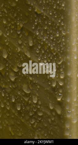 Sfondo verde a foglia con acqua spruzzi raindrop, 9:16 immagine sfondo Foto Stock