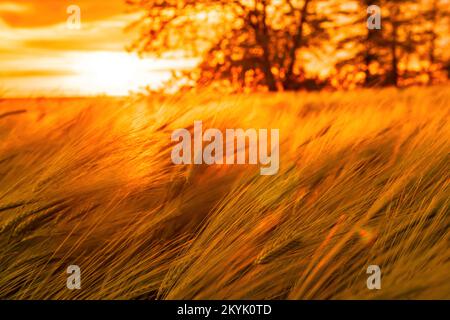 Astratto campo di grano verde defocuso in campagna. Campo di grano che soffia nel vento al tramonto. Giovani e verdi spikelets. Spighe di raccolto di orzo in Foto Stock