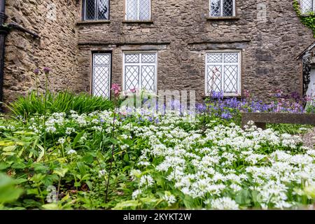 aglio selvatico, bluebells, fiori, piante, casa, vecchio, allio ursinum, iacintoides non-scripta, iacintoides, non scripta, fiori, blu, bianco, paesaggio, scena Foto Stock